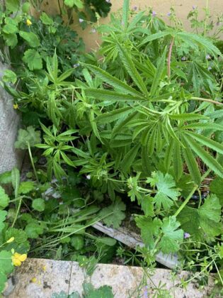 Наркооранжерия в Кладница