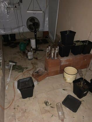 Наркооранжерия в Кладница