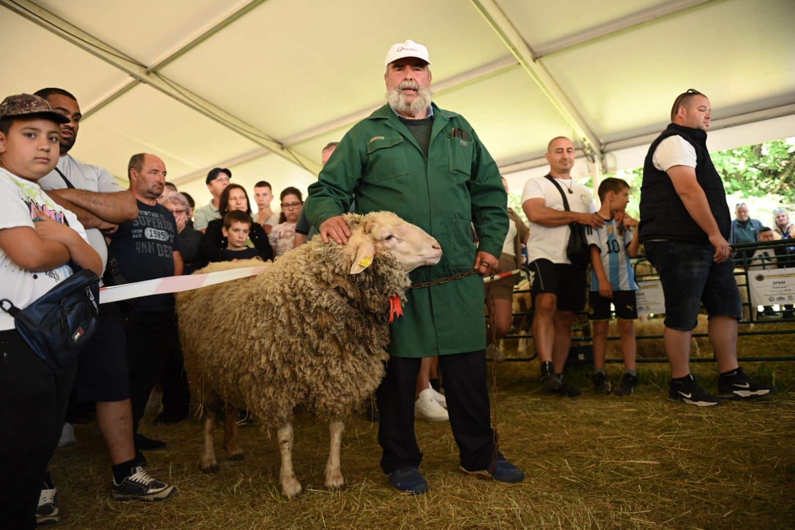 Мини екземпляр стана истинска атракция в състезанието за най тежък коч