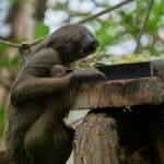 Ленивецът Ян