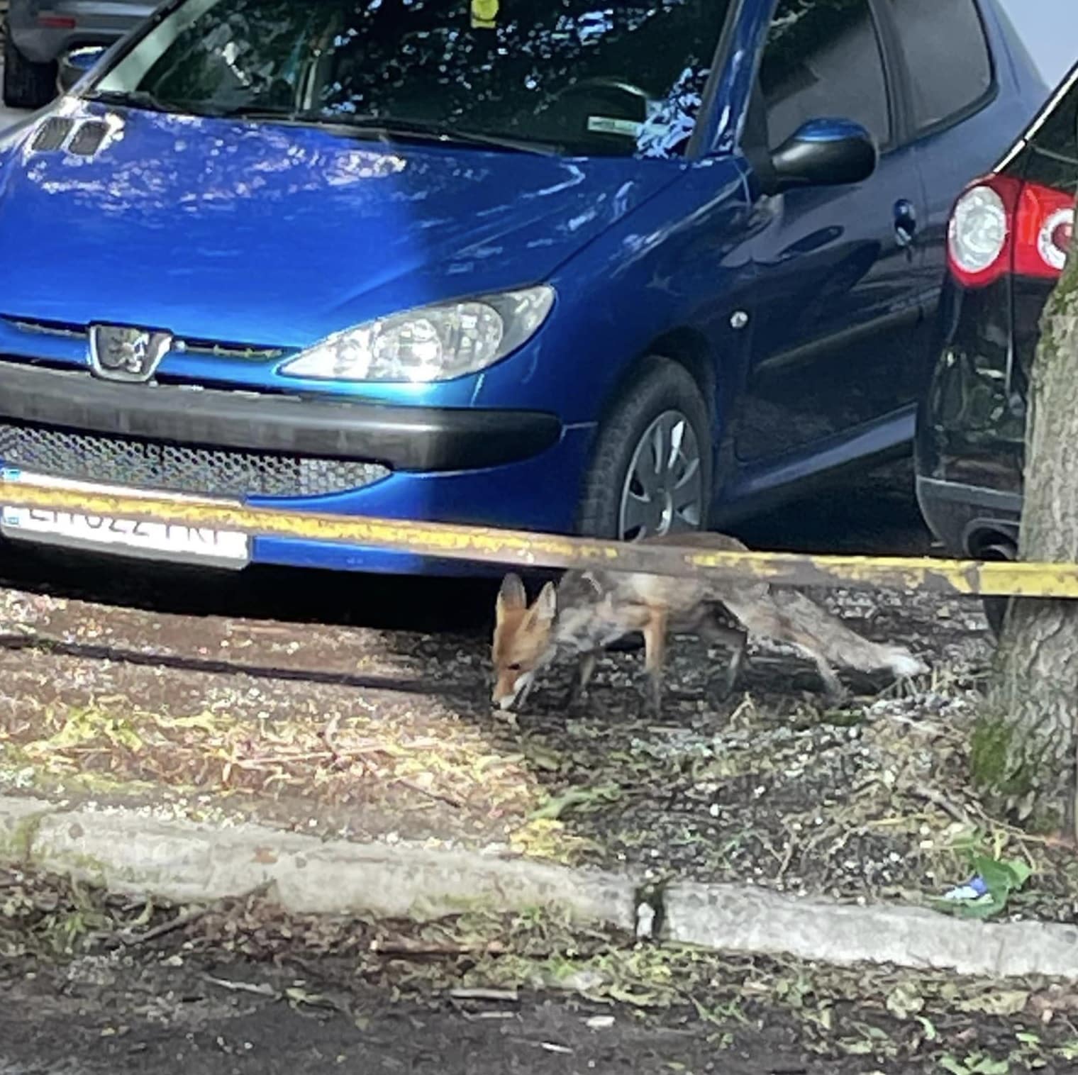 Жителите на Плевен съобщиха в социалните мрежи за необичайно присъствие