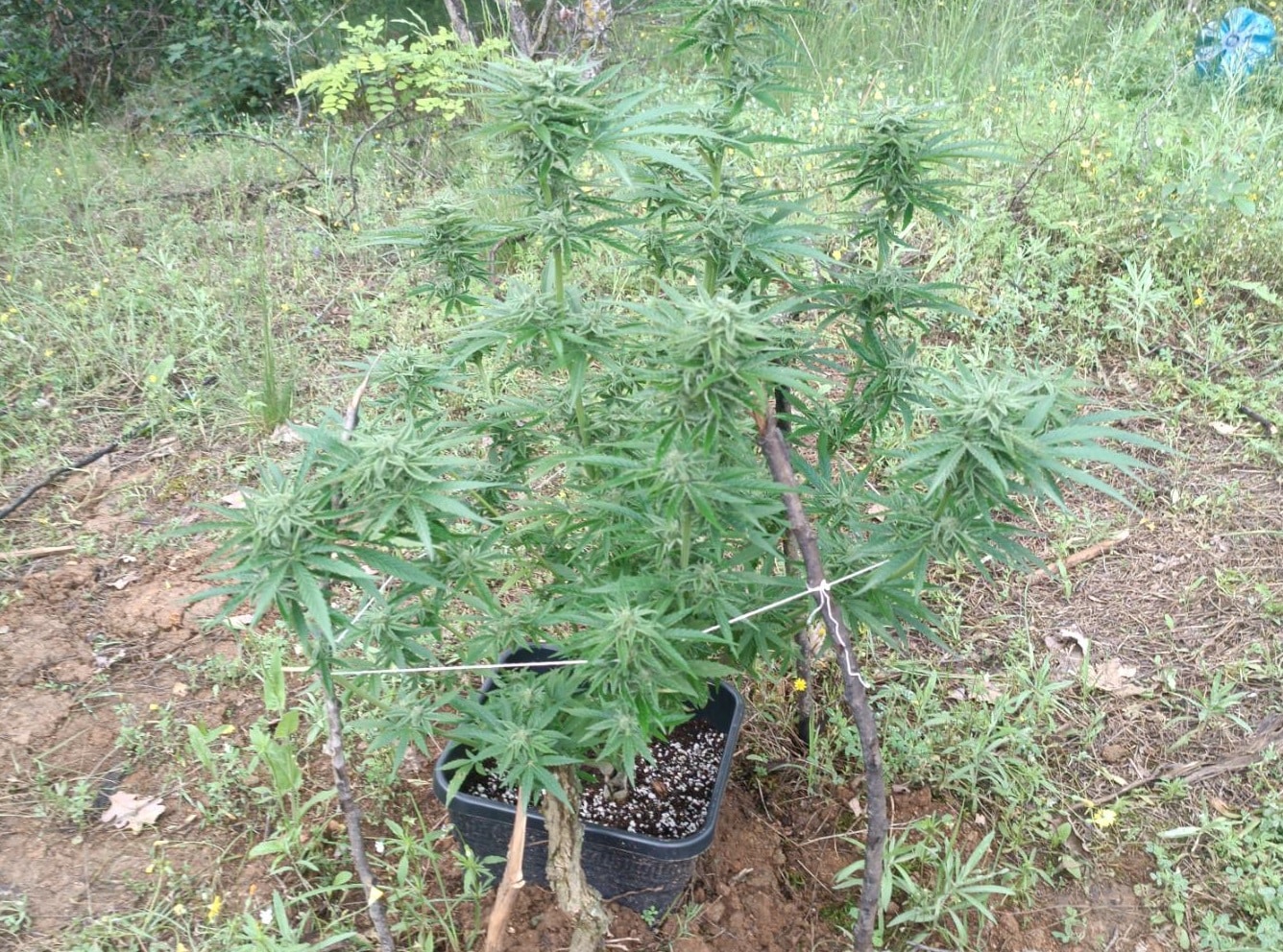 Криминалисти от РУ Панагюрище задържаха трима за отглеждане и притежание на