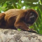 Маймуна гаулайтери