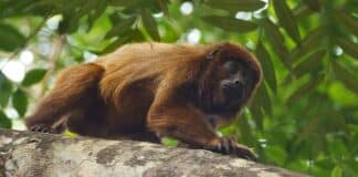 Маймуна гаулайтери