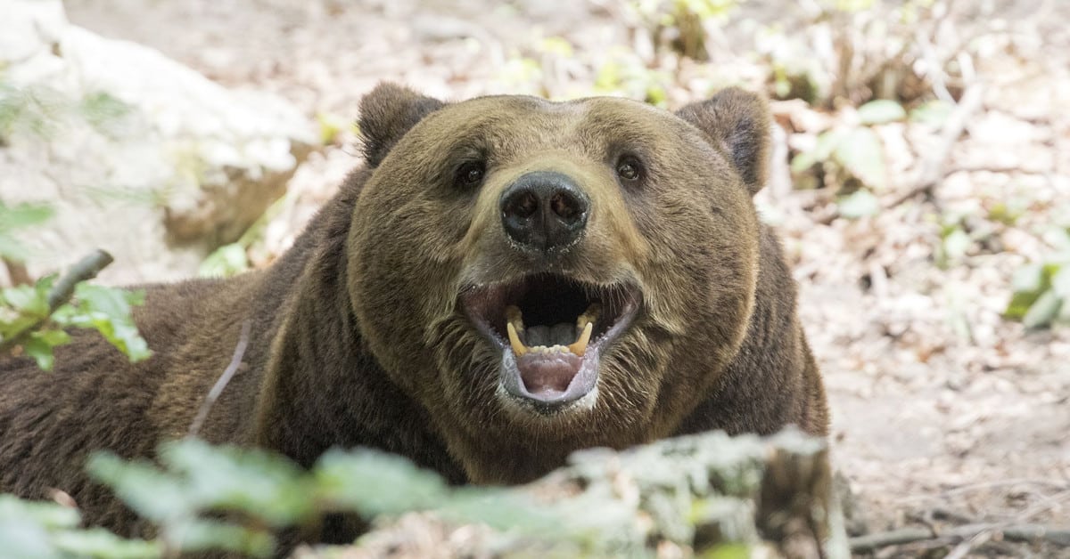 Медицински прегледи се правят на обитателите на Парка за мечки