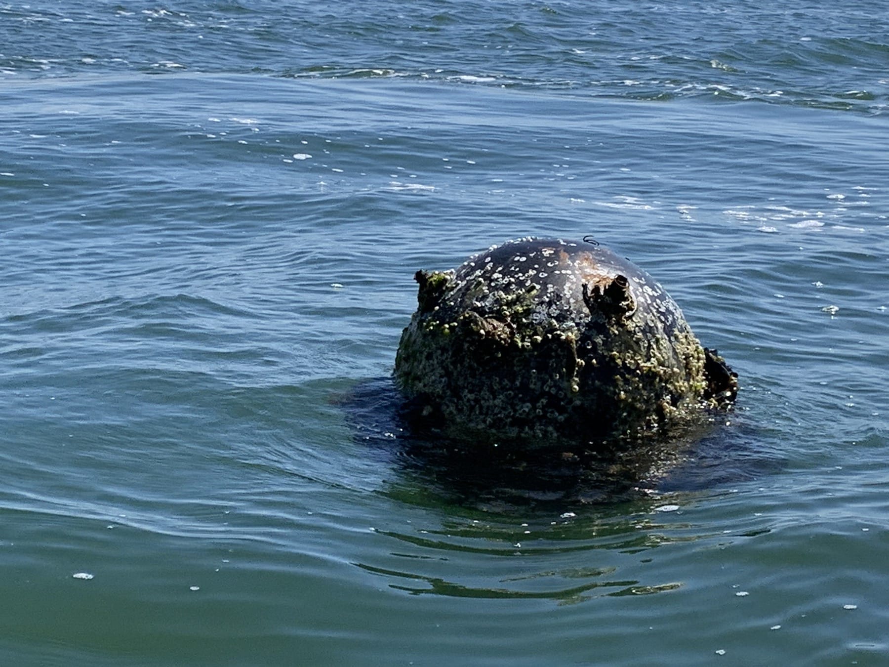 Днес военнослужещи от Военноморските сили ВМС са унищожили морска мина