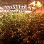 Наркооранжерия