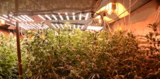 Наркооранжерия