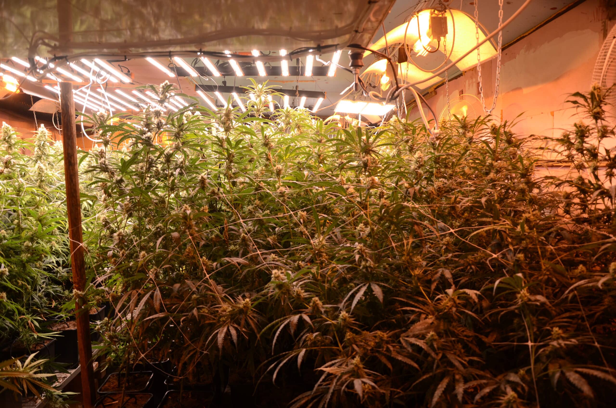 Оранжериите за отглеждането на наркотични растения са установени в рамките