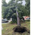 Паднало дърво