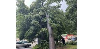 Паднало дърво