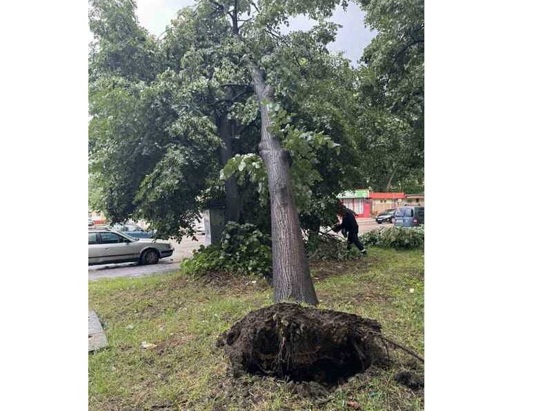 Дървета са били изкоренени по време на силна буря разразила