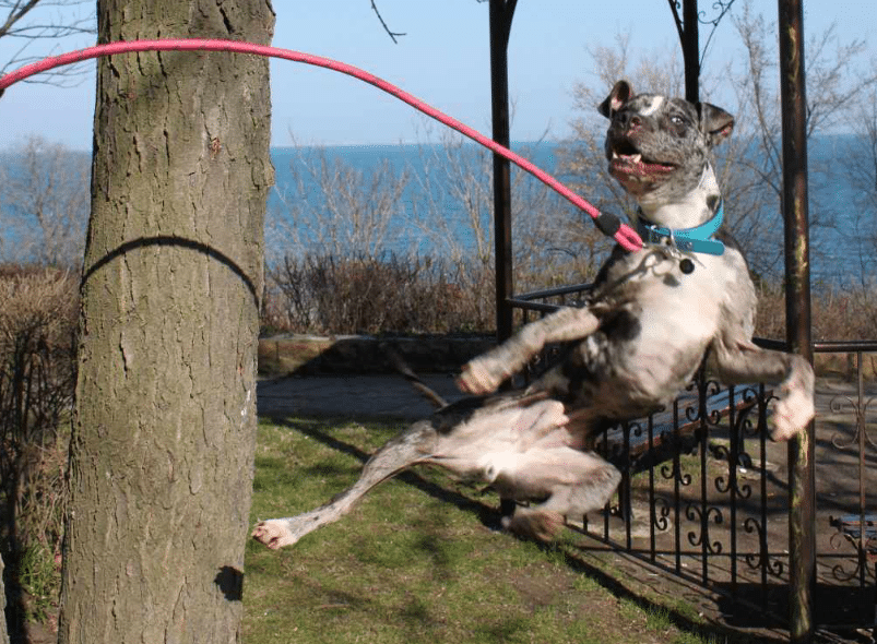 Малко хора знаят че породата питбул с много широк генофонд