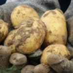 Помощ за производителите на картофи