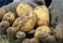 Помощ за производителите на картофи