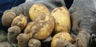 Помощ за производителите на картофи