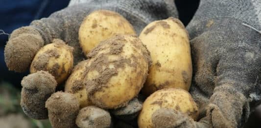 Помощ за производителите на картофи