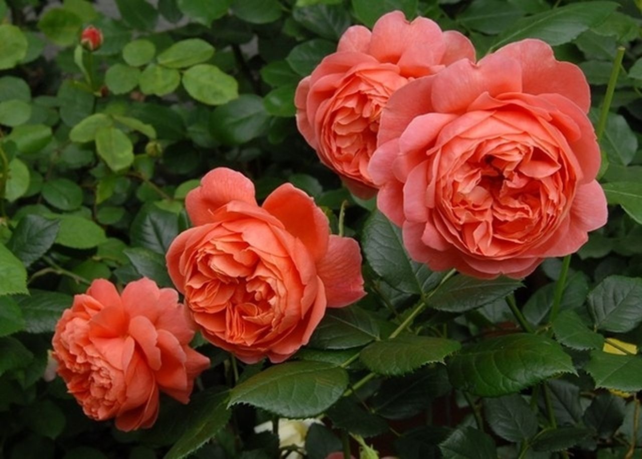 20 000 розови храсти дарени от изпълнителния директор на цветарски
