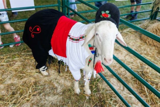 Събор. Снимка: Национален събор на овцевъдите