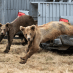 Спасените мечета