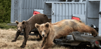 Спасените мечета