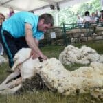 Стригане на овца