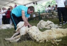 Стригане на овца