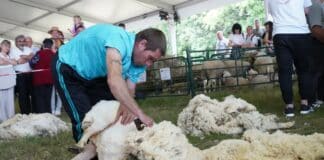 Стригане на овца