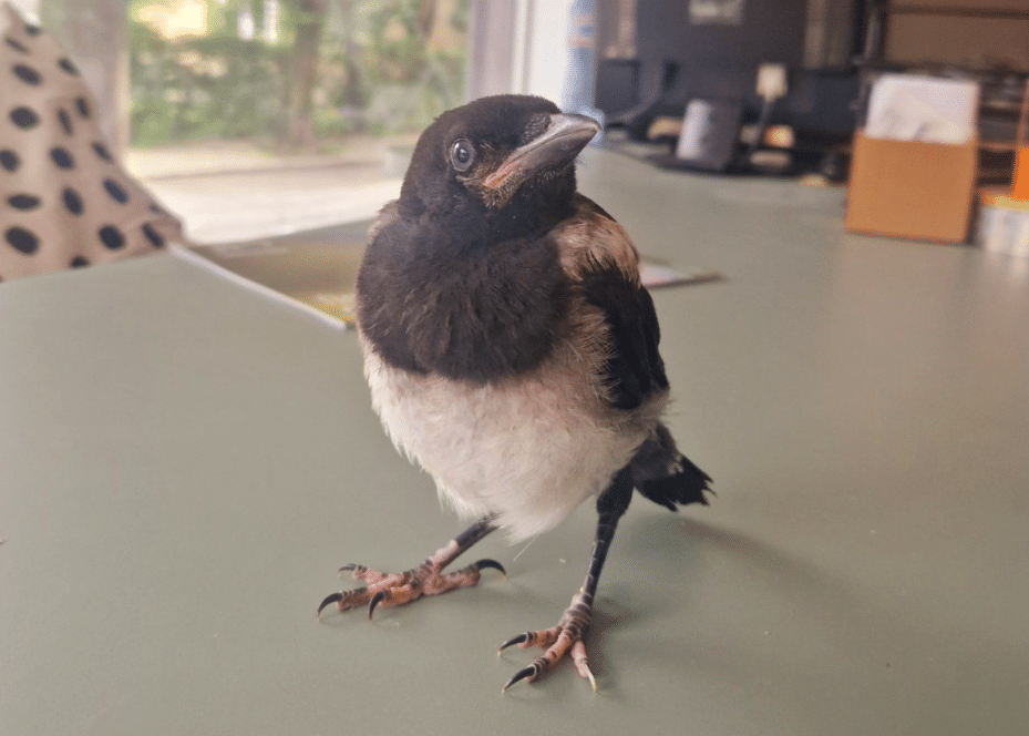 Не се опитвайте да помогнете на паднали от гнездата малки