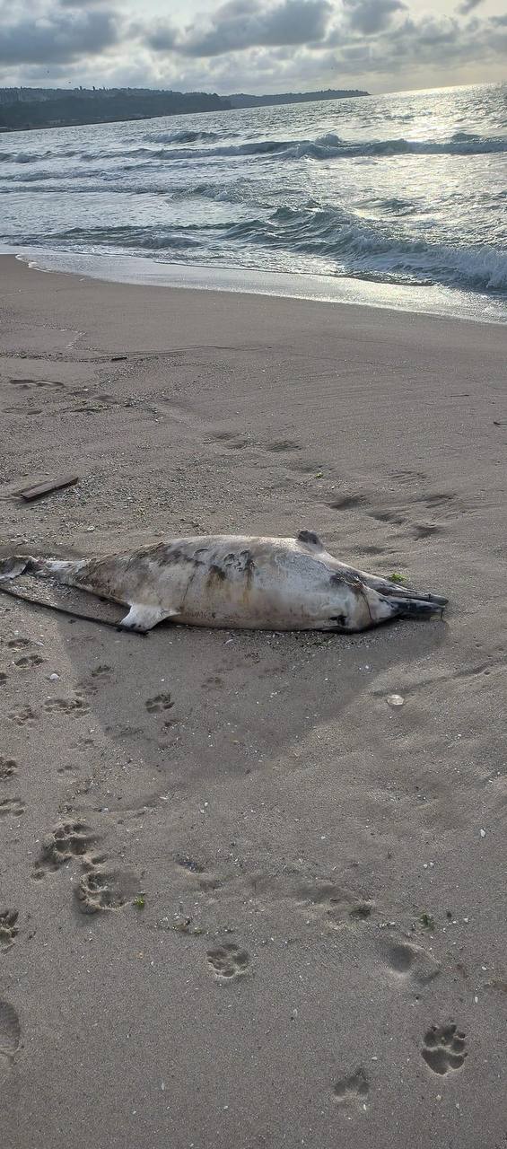 Умрял делфин бе открит на плажа във Варна Това съобщиха