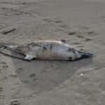 Умрял делфин