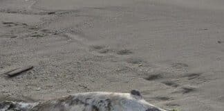 Умрял делфин