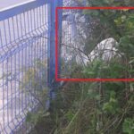 Заклещен лебед