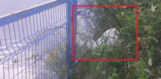 Заклещен лебед