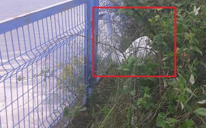 Заклещен лебед