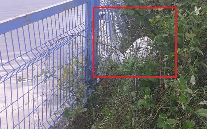 Спасен е лебедът заклещен в оградата на Водното огледало в