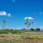 Залесяване