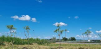 Залесяване