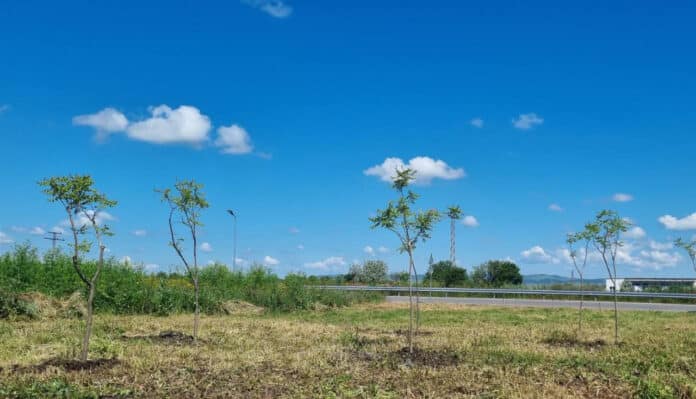 Залесяване