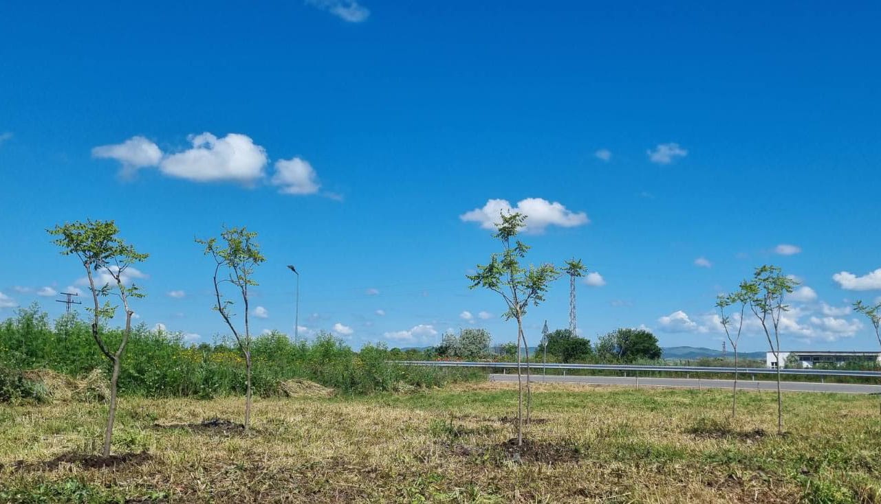 Днес се проведе акция по залесяване в района на новоизградения