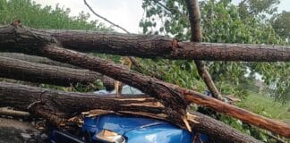 Паднало дърво