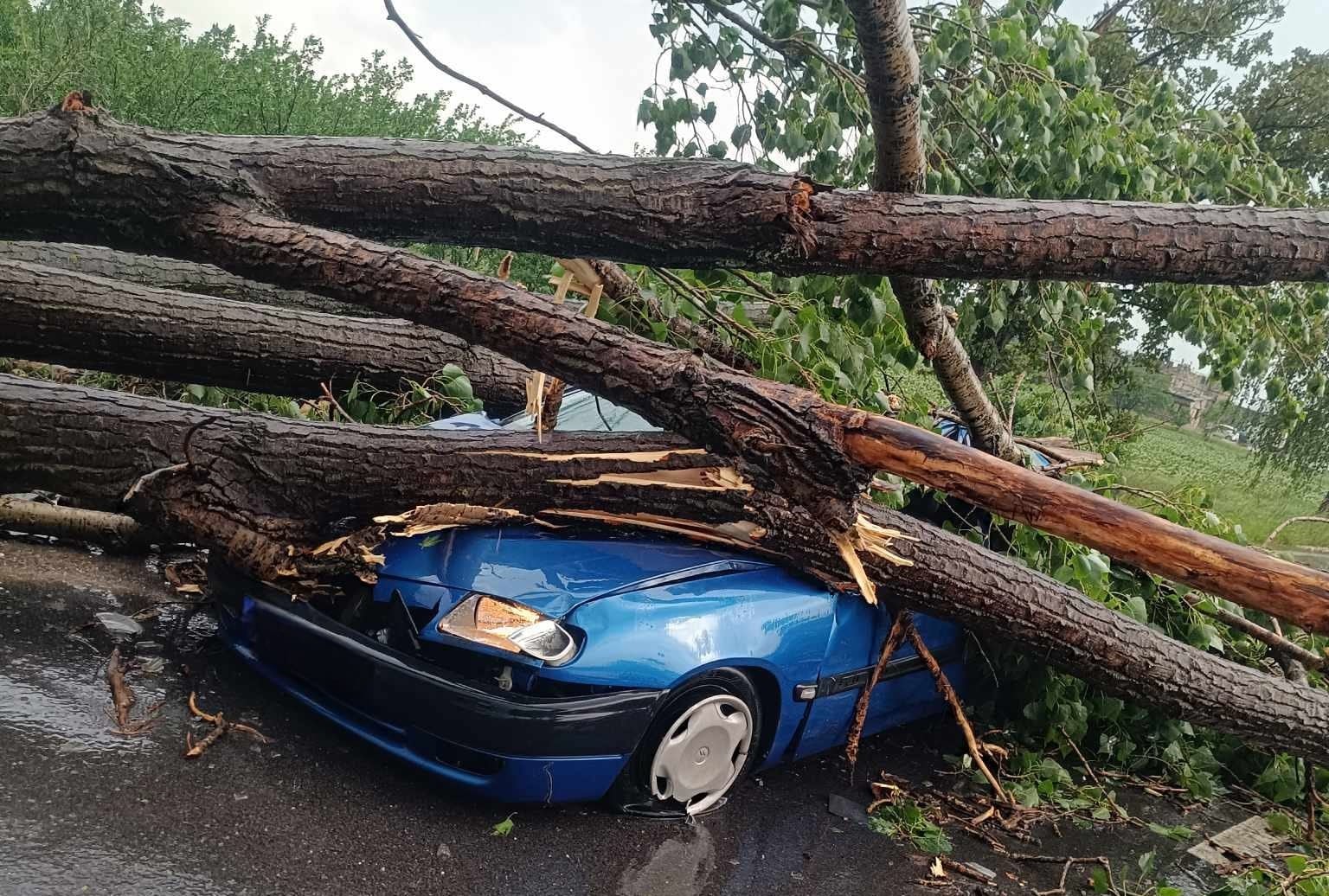 50 годишен мъж оцеля по чудо след като дърво се стовари