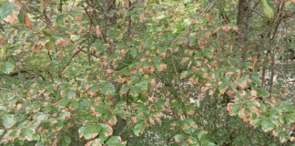 Букови гори