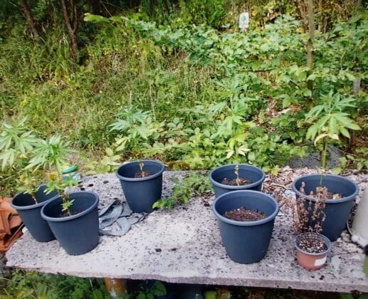 Наркотици, дрога