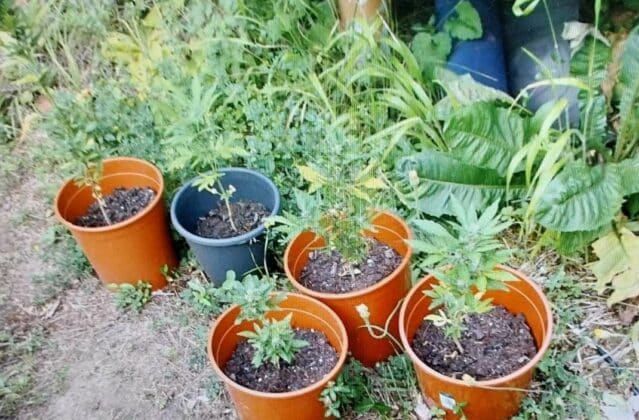 Наркотици, дрога