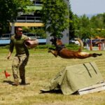 Боен фестивал