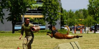 Боен фестивал