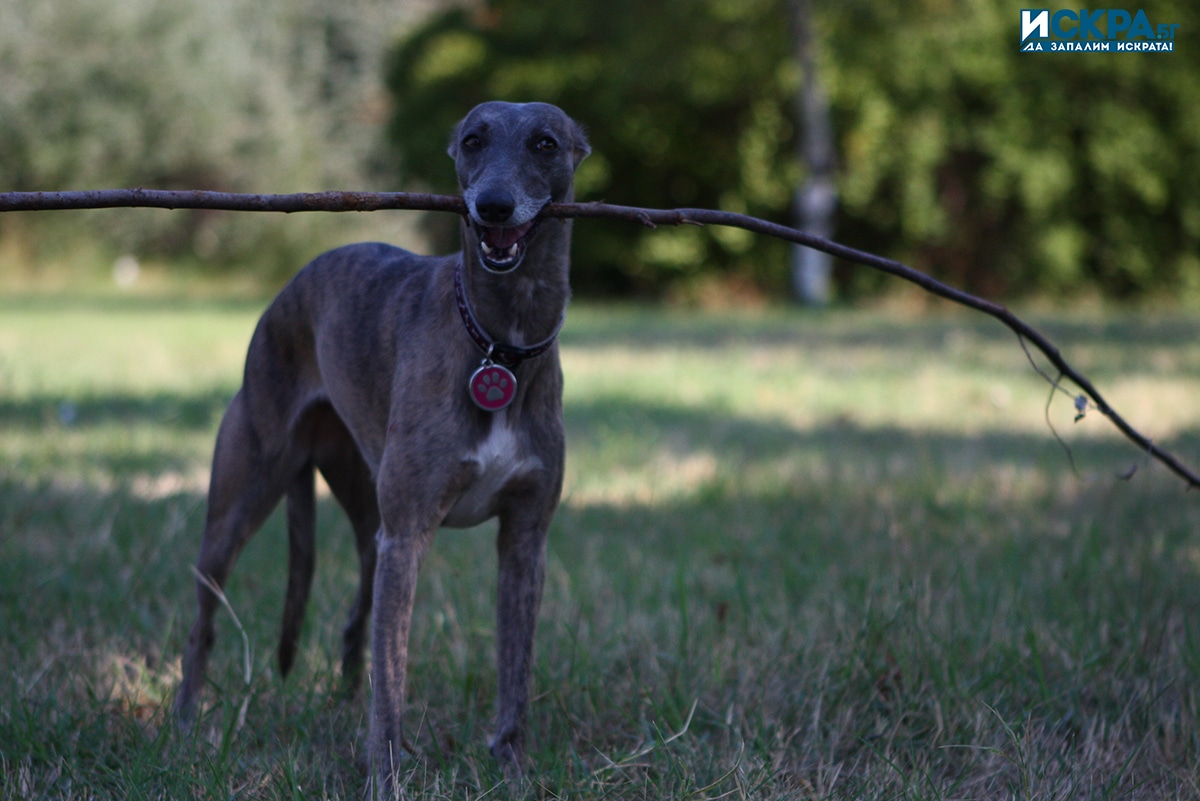 През изминалия месец са съставени 26 акта на стопани на