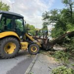 Паднало дърво в Ловеч