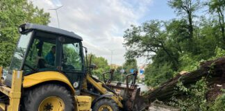 Паднало дърво в Ловеч